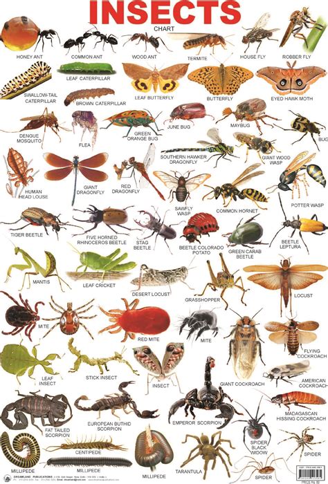 28 Different Types of Insects in the Philippines .